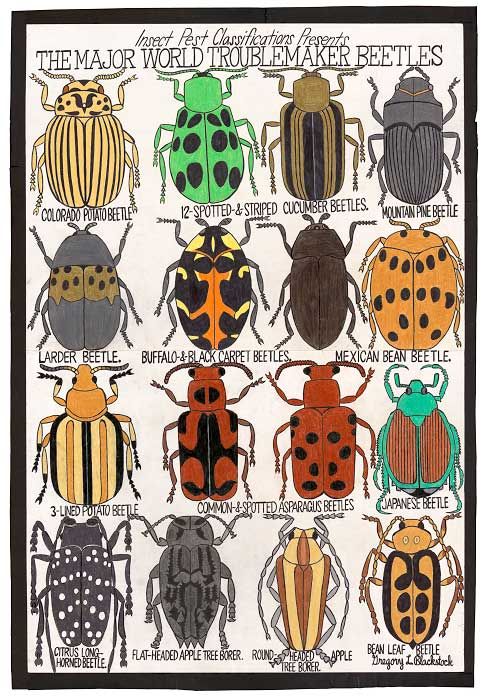 The Major World Troublemaker Beetles The Major World Troublemaker Beetles